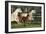 Hennessy Arabians 009-Bob Langrish-Framed Photographic Print