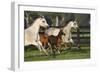 Hennessy Arabians 009-Bob Langrish-Framed Photographic Print