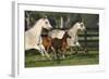 Hennessy Arabians 009-Bob Langrish-Framed Photographic Print