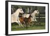 Hennessy Arabians 009-Bob Langrish-Framed Photographic Print