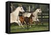 Hennessy Arabians 009-Bob Langrish-Framed Stretched Canvas
