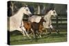 Hennessy Arabians 009-Bob Langrish-Stretched Canvas