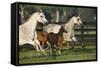 Hennessy Arabians 009-Bob Langrish-Framed Stretched Canvas