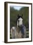 Hennessy Arabians 010-Bob Langrish-Framed Photographic Print