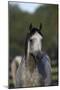 Hennessy Arabians 010-Bob Langrish-Mounted Photographic Print