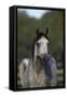 Hennessy Arabians 010-Bob Langrish-Framed Stretched Canvas