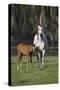 Hennessy Arabians 011-Bob Langrish-Stretched Canvas