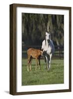 Hennessy Arabians 011-Bob Langrish-Framed Photographic Print