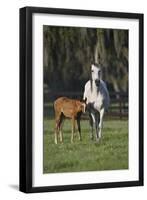 Hennessy Arabians 011-Bob Langrish-Framed Photographic Print