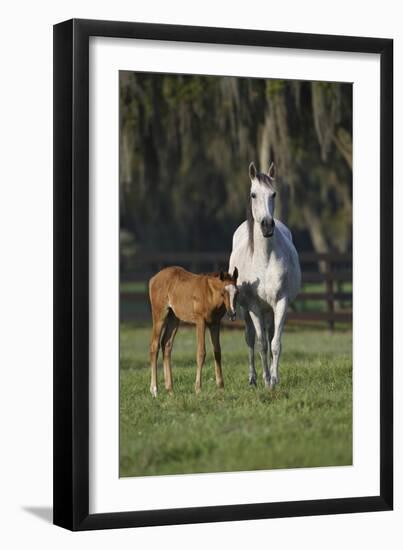 Hennessy Arabians 011-Bob Langrish-Framed Photographic Print