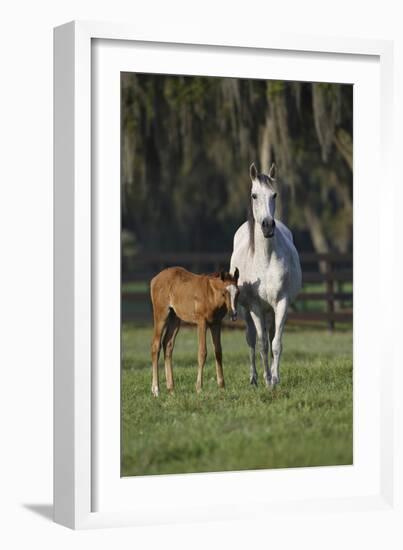 Hennessy Arabians 011-Bob Langrish-Framed Photographic Print