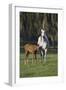 Hennessy Arabians 011-Bob Langrish-Framed Photographic Print