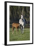 Hennessy Arabians 011-Bob Langrish-Framed Photographic Print