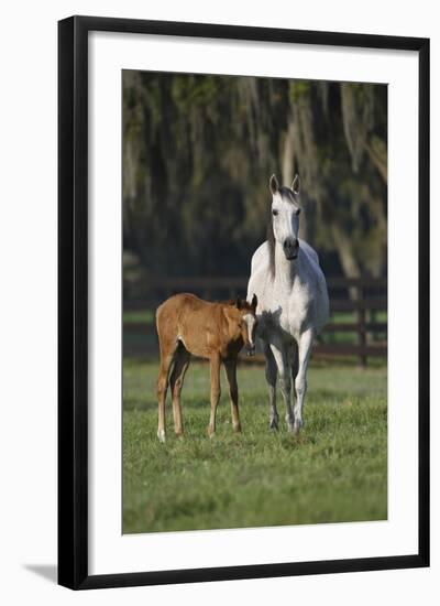 Hennessy Arabians 011-Bob Langrish-Framed Photographic Print