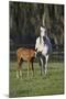Hennessy Arabians 011-Bob Langrish-Mounted Photographic Print