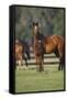 Hennessy Arabians 012-Bob Langrish-Framed Stretched Canvas