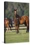 Hennessy Arabians 012-Bob Langrish-Stretched Canvas