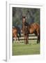 Hennessy Arabians 012-Bob Langrish-Framed Photographic Print