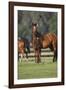 Hennessy Arabians 012-Bob Langrish-Framed Photographic Print