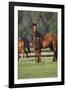 Hennessy Arabians 012-Bob Langrish-Framed Photographic Print