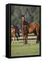 Hennessy Arabians 012-Bob Langrish-Framed Stretched Canvas