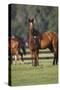 Hennessy Arabians 012-Bob Langrish-Stretched Canvas