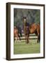 Hennessy Arabians 012-Bob Langrish-Framed Photographic Print