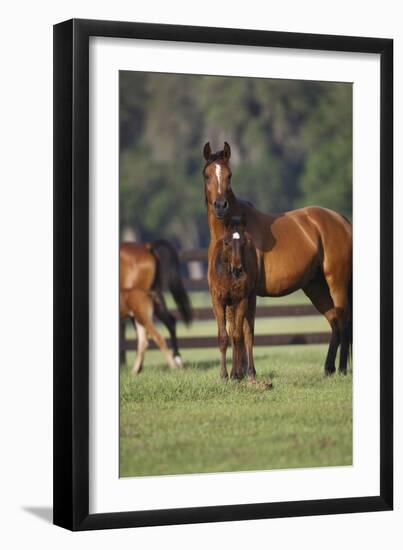 Hennessy Arabians 012-Bob Langrish-Framed Photographic Print