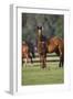 Hennessy Arabians 012-Bob Langrish-Framed Photographic Print