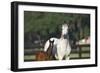 Hennessy Arabians 013-Bob Langrish-Framed Premium Photographic Print