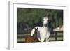 Hennessy Arabians 013-Bob Langrish-Framed Premium Photographic Print