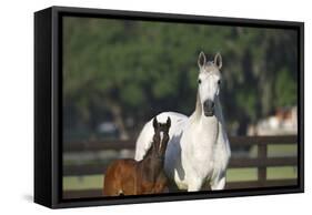 Hennessy Arabians 013-Bob Langrish-Framed Stretched Canvas