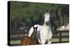 Hennessy Arabians 013-Bob Langrish-Stretched Canvas