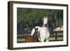 Hennessy Arabians 013-Bob Langrish-Framed Photographic Print