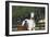 Hennessy Arabians 013-Bob Langrish-Framed Photographic Print