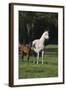 Hennessy Arabians 014-Bob Langrish-Framed Photographic Print