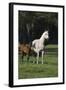 Hennessy Arabians 014-Bob Langrish-Framed Photographic Print