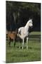 Hennessy Arabians 014-Bob Langrish-Mounted Photographic Print