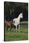 Hennessy Arabians 014-Bob Langrish-Stretched Canvas