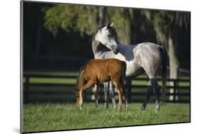 Hennessy Arabians 015-Bob Langrish-Mounted Photographic Print