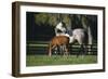 Hennessy Arabians 015-Bob Langrish-Framed Premium Photographic Print