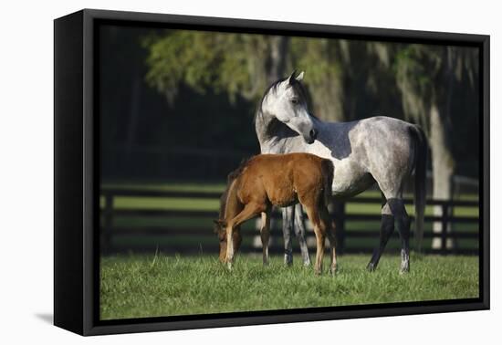 Hennessy Arabians 015-Bob Langrish-Framed Stretched Canvas