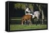 Hennessy Arabians 015-Bob Langrish-Framed Stretched Canvas