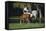 Hennessy Arabians 015-Bob Langrish-Framed Stretched Canvas
