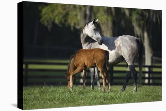 Hennessy Arabians 015-Bob Langrish-Stretched Canvas