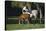 Hennessy Arabians 015-Bob Langrish-Stretched Canvas