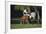 Hennessy Arabians 015-Bob Langrish-Framed Photographic Print