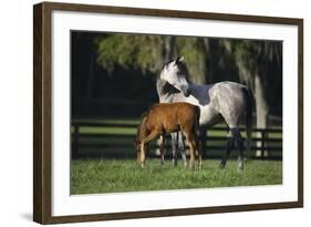 Hennessy Arabians 015-Bob Langrish-Framed Photographic Print