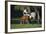 Hennessy Arabians 015-Bob Langrish-Framed Photographic Print