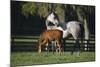 Hennessy Arabians 015-Bob Langrish-Mounted Photographic Print